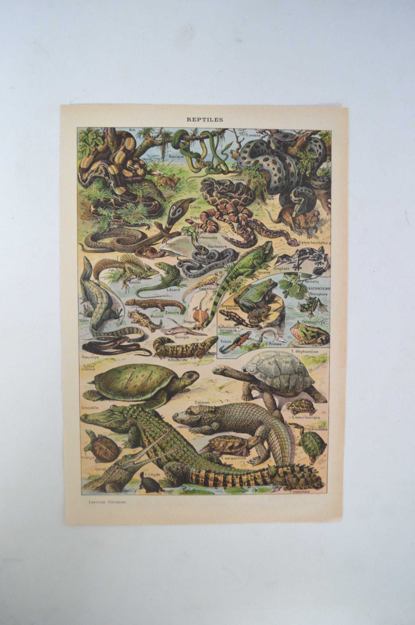 lithographie-sur-les-reptiles