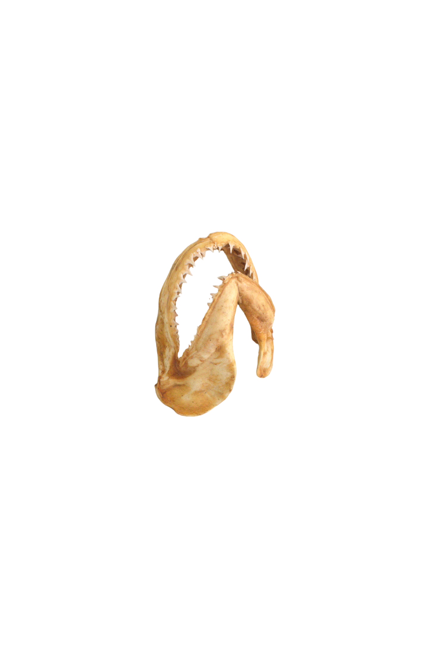machoires-de-requin