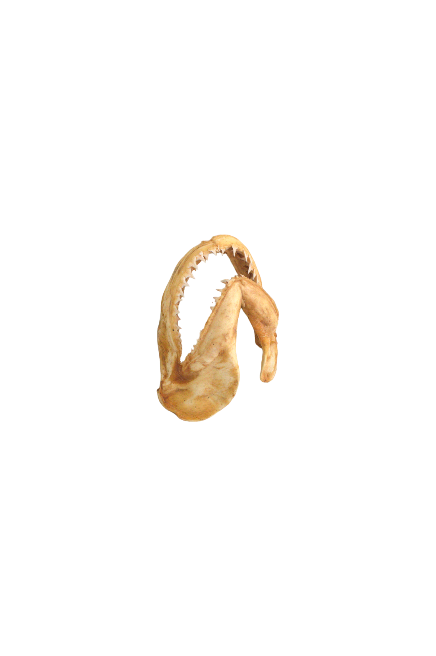 machoires-de-requin