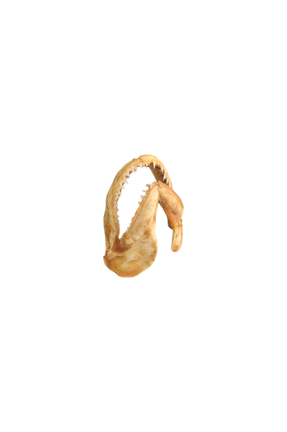 machoires-de-requin