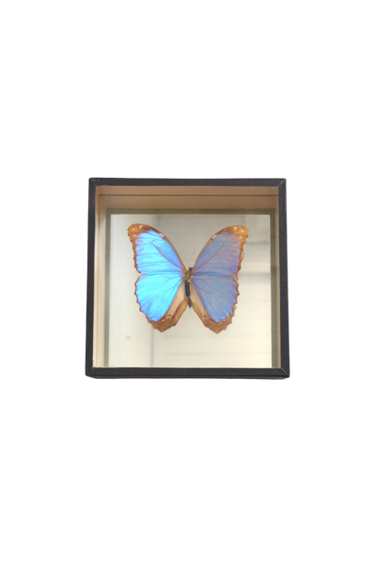 morpho-naturalisé