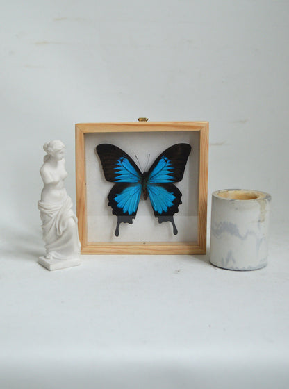 papillon bleu naturalisé