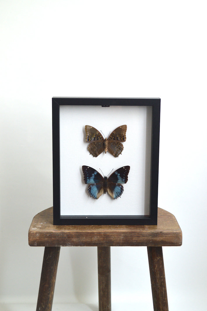 vitrine de papillons naturalisés