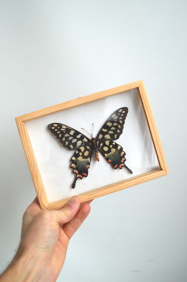 papillon naturalisé cabinet de curiosités