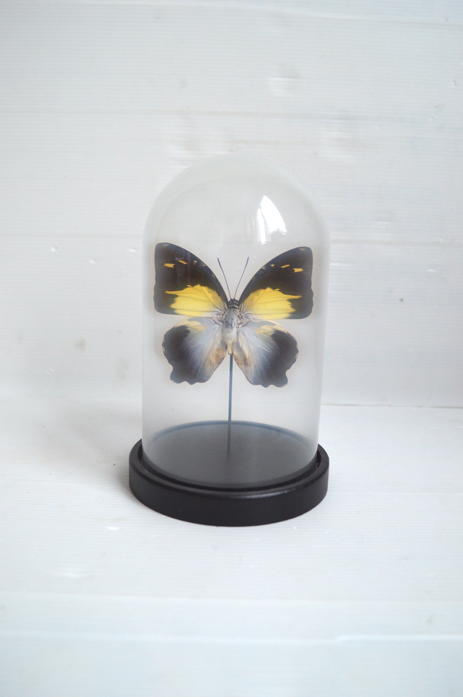 papillon-naturalisé-sous-cloche
