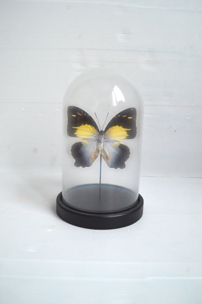 papillon-naturalisé-sous-cloche
