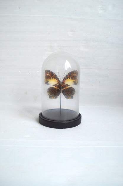 papillon-naturalisé-sous-verre