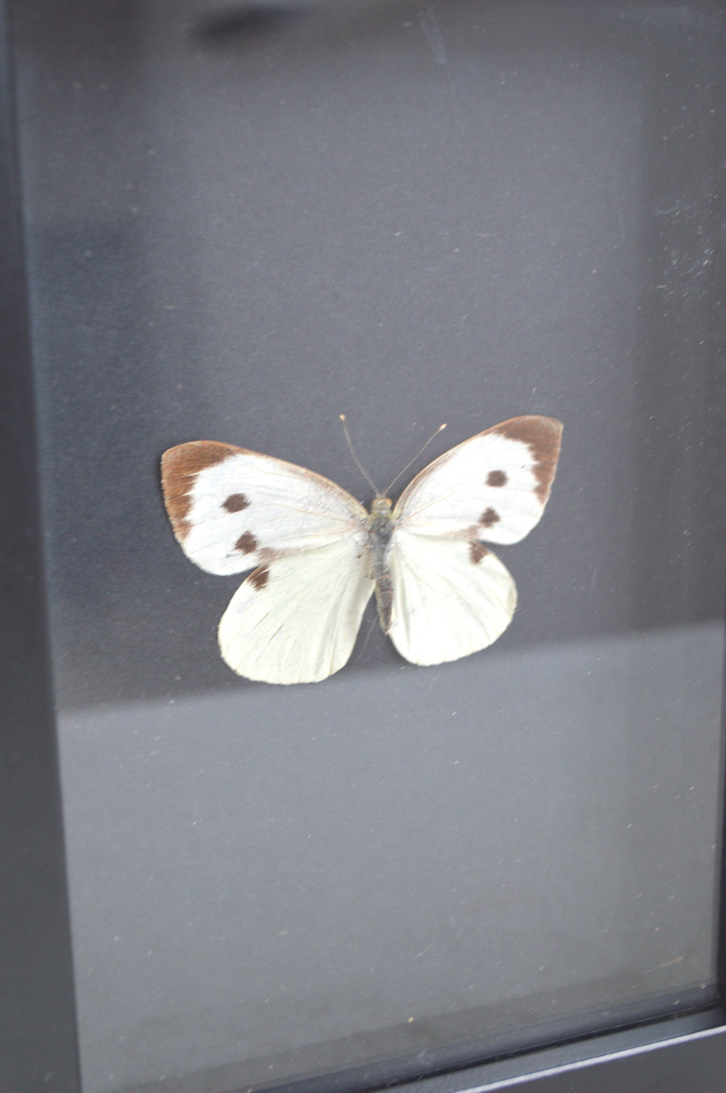 Cadre papillon naturalisé
