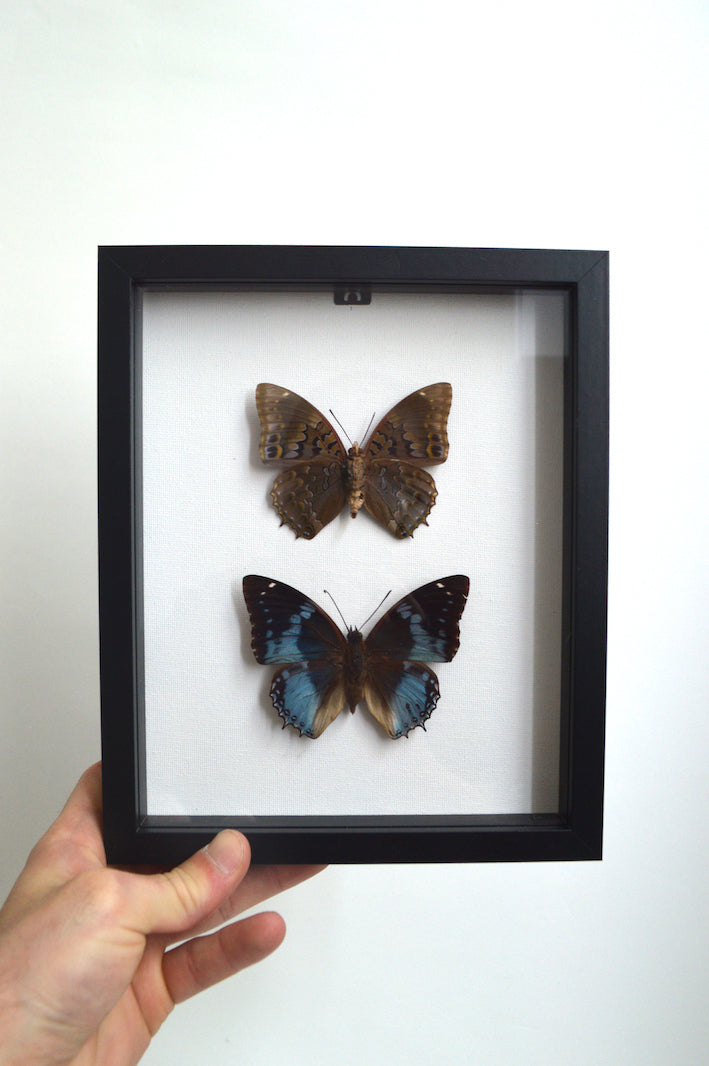 papillons naturalisés décoratifs