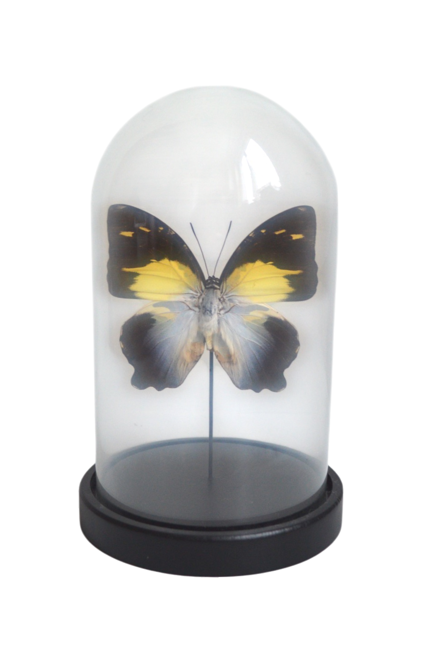 papillon-sous-cloche