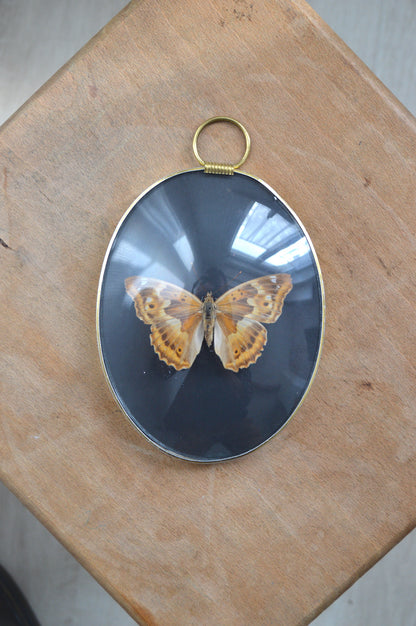papillon-sous-verre-convexe