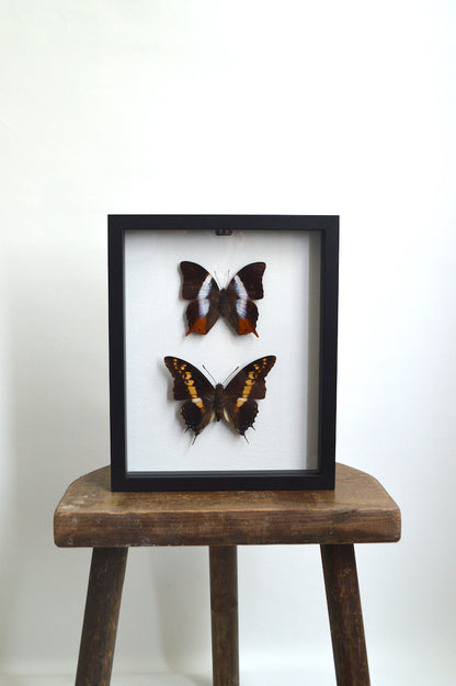 cadre papillon décoratif