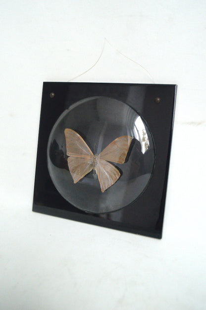 papillon vintage sous verre bombé