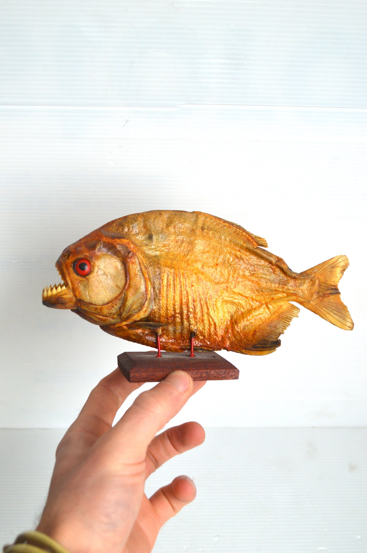 piranha-naturalisé