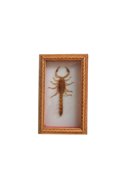 scorpion naturalisé