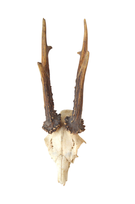 trophee-animal
