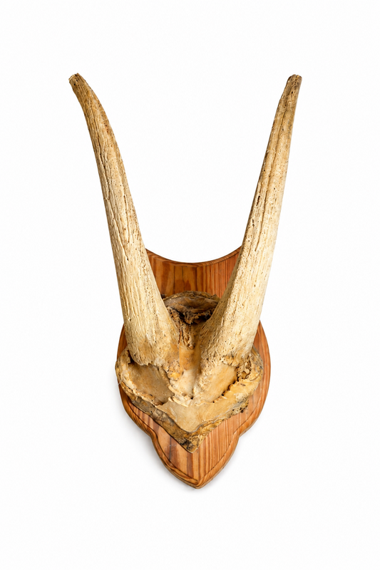 Trophée