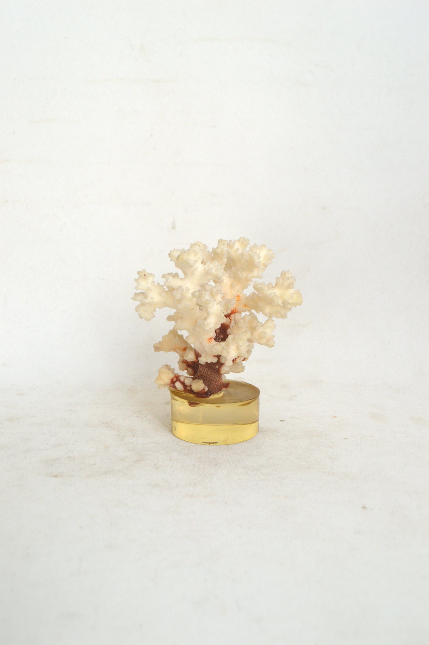 veritable-corail-blanc