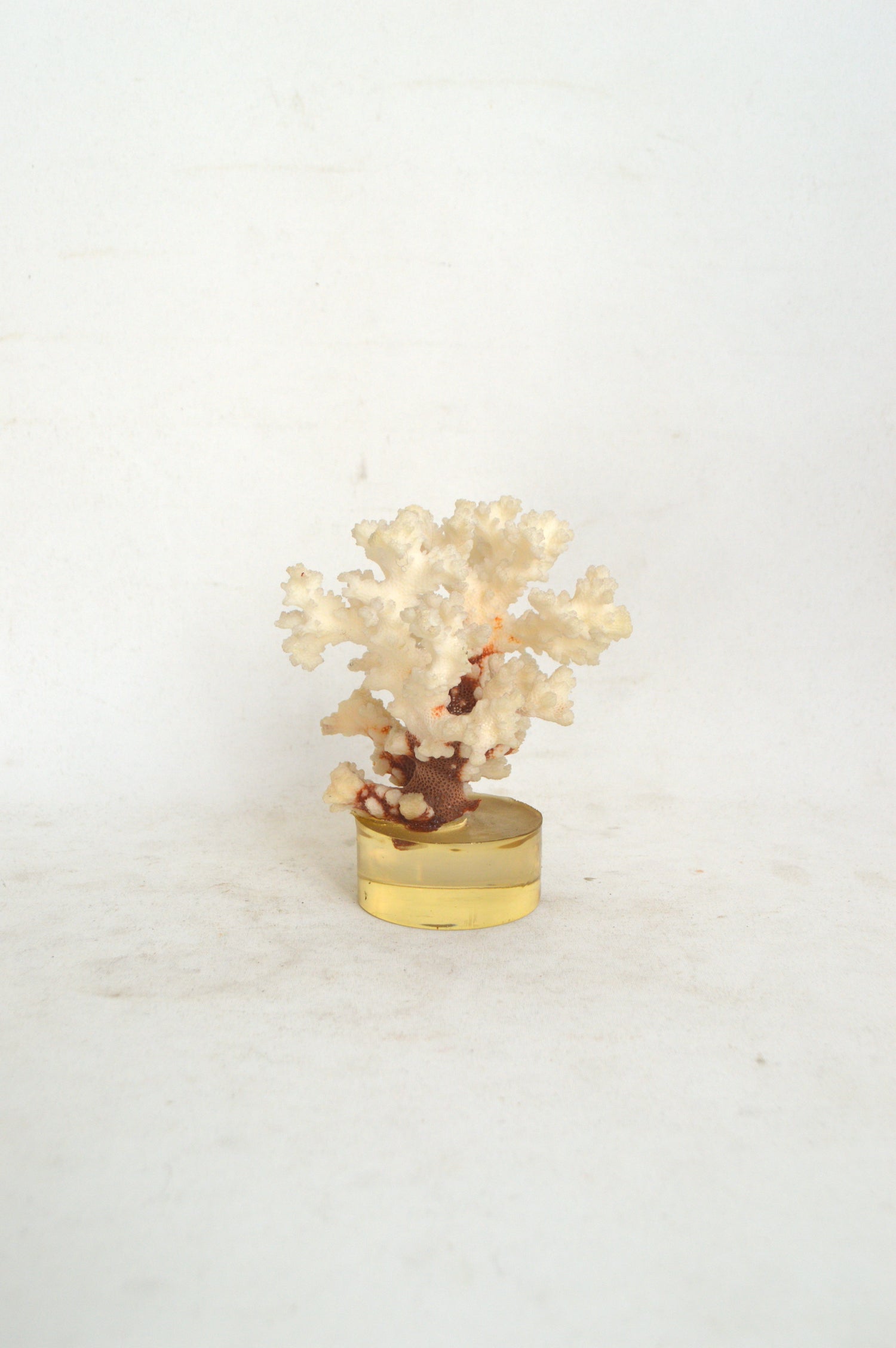 veritable-corail-blanc