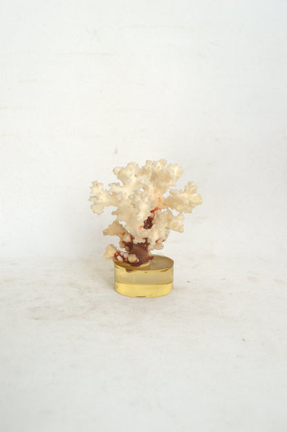 veritable-corail-blanc