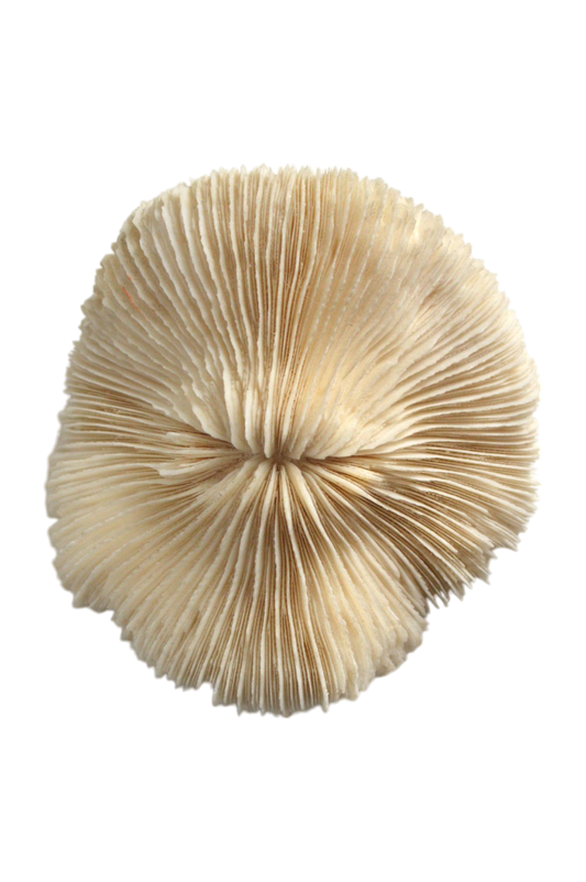veritable-corail-naturalisé