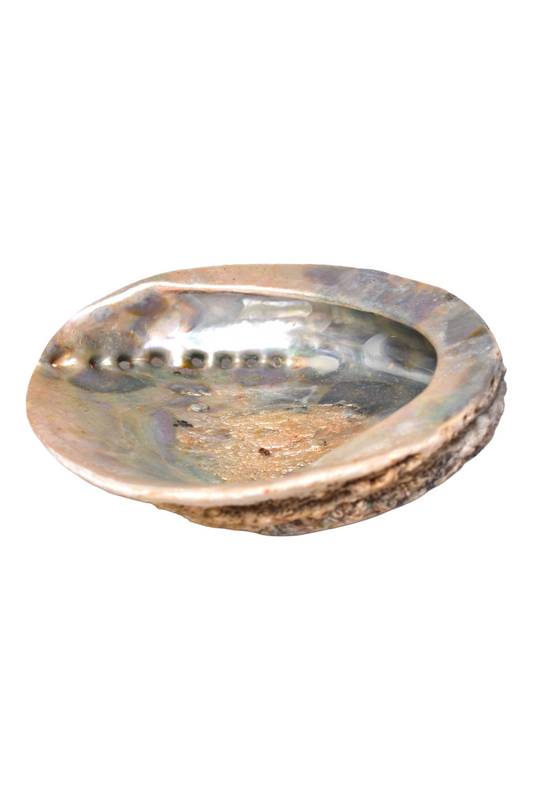 Porte-savon Coquillage