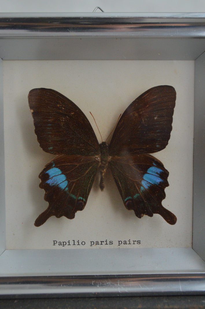 Cadre Papillon Papilio Paris Pairs