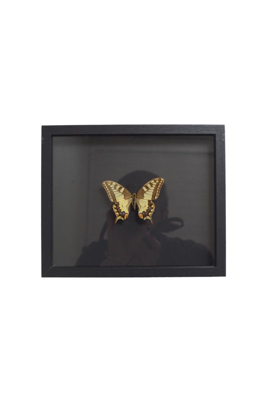 vitrine-à-papillons