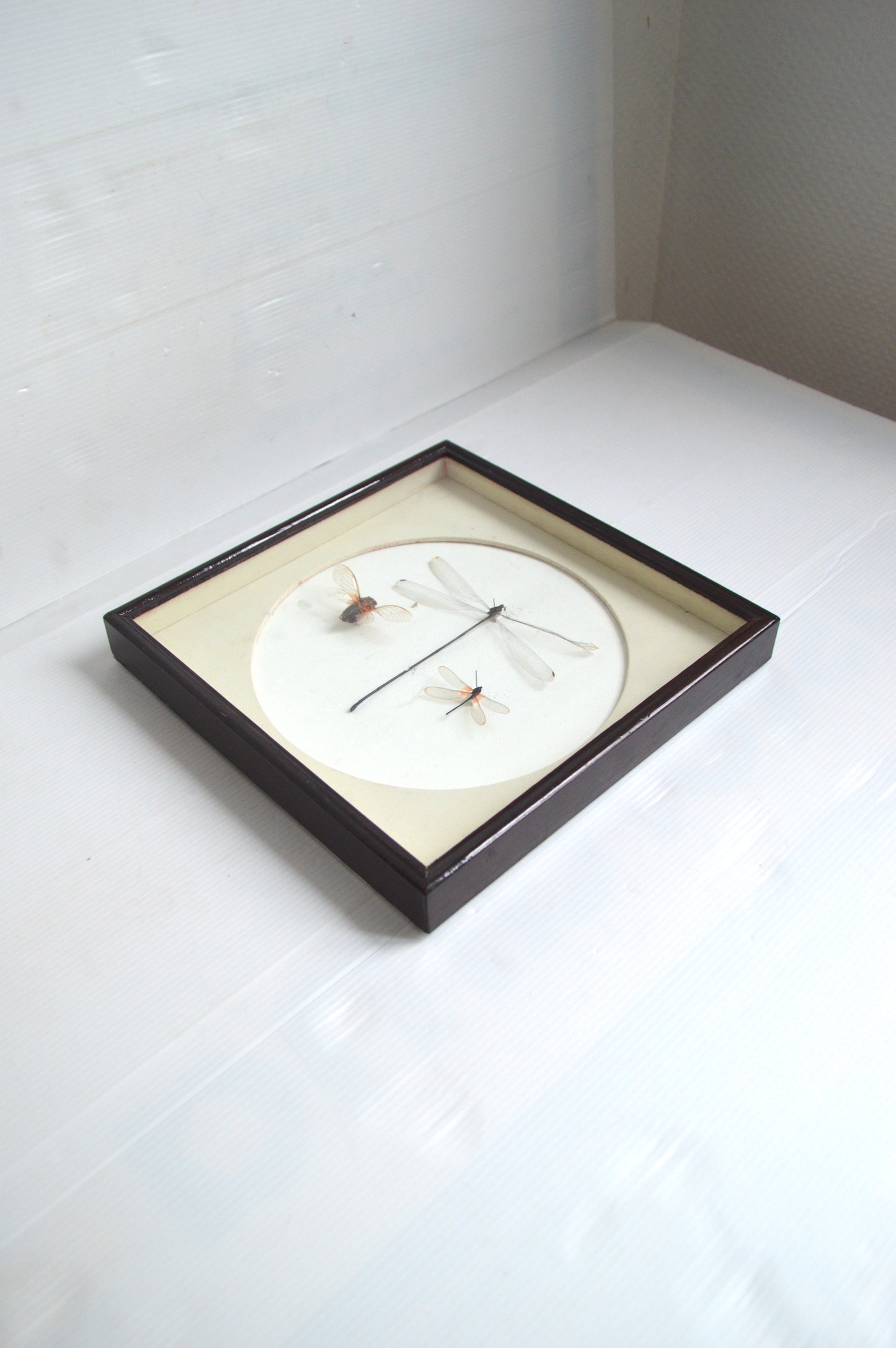 vitrine-insectes-naturalisés