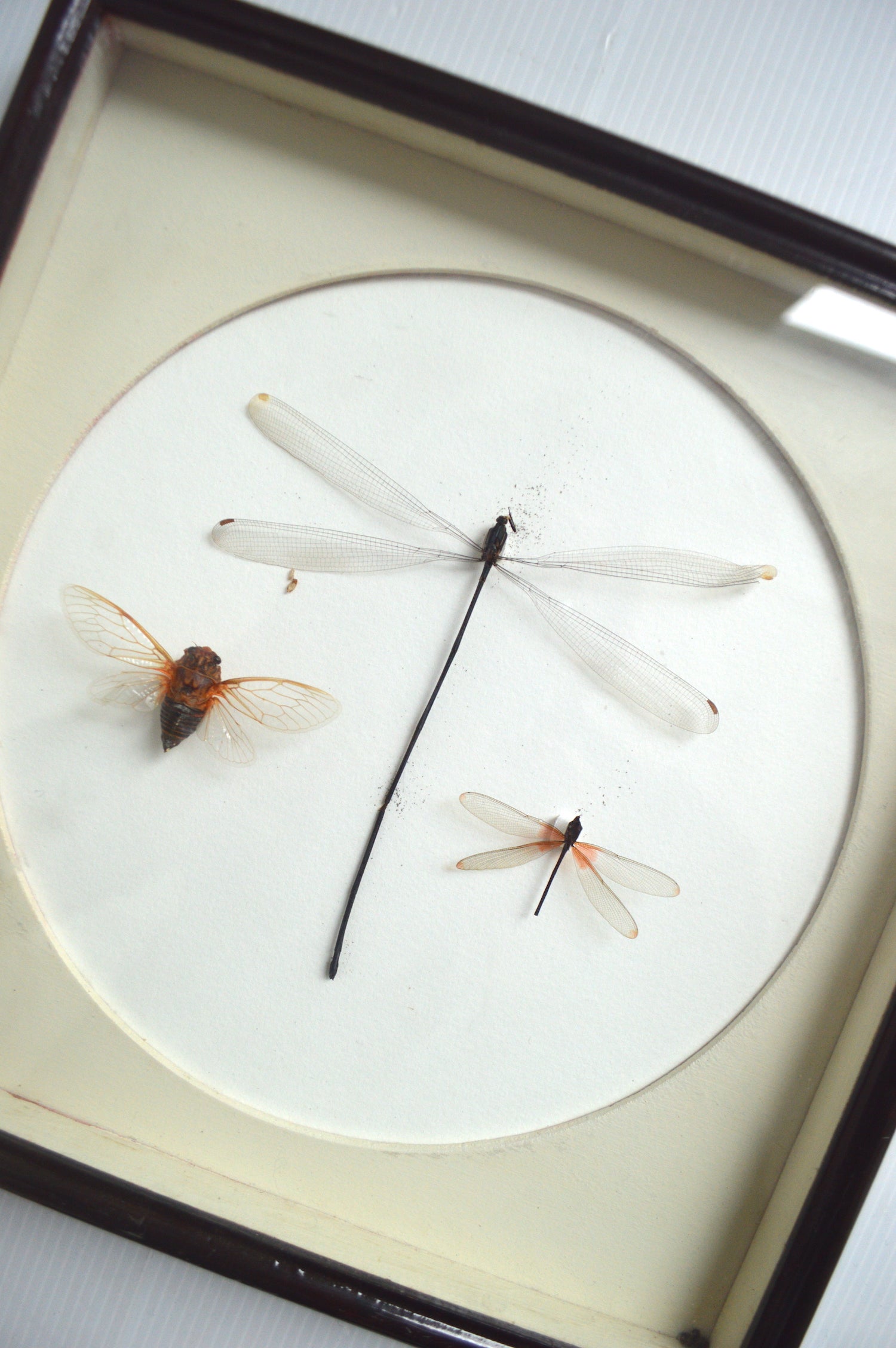 vitrine-insectes