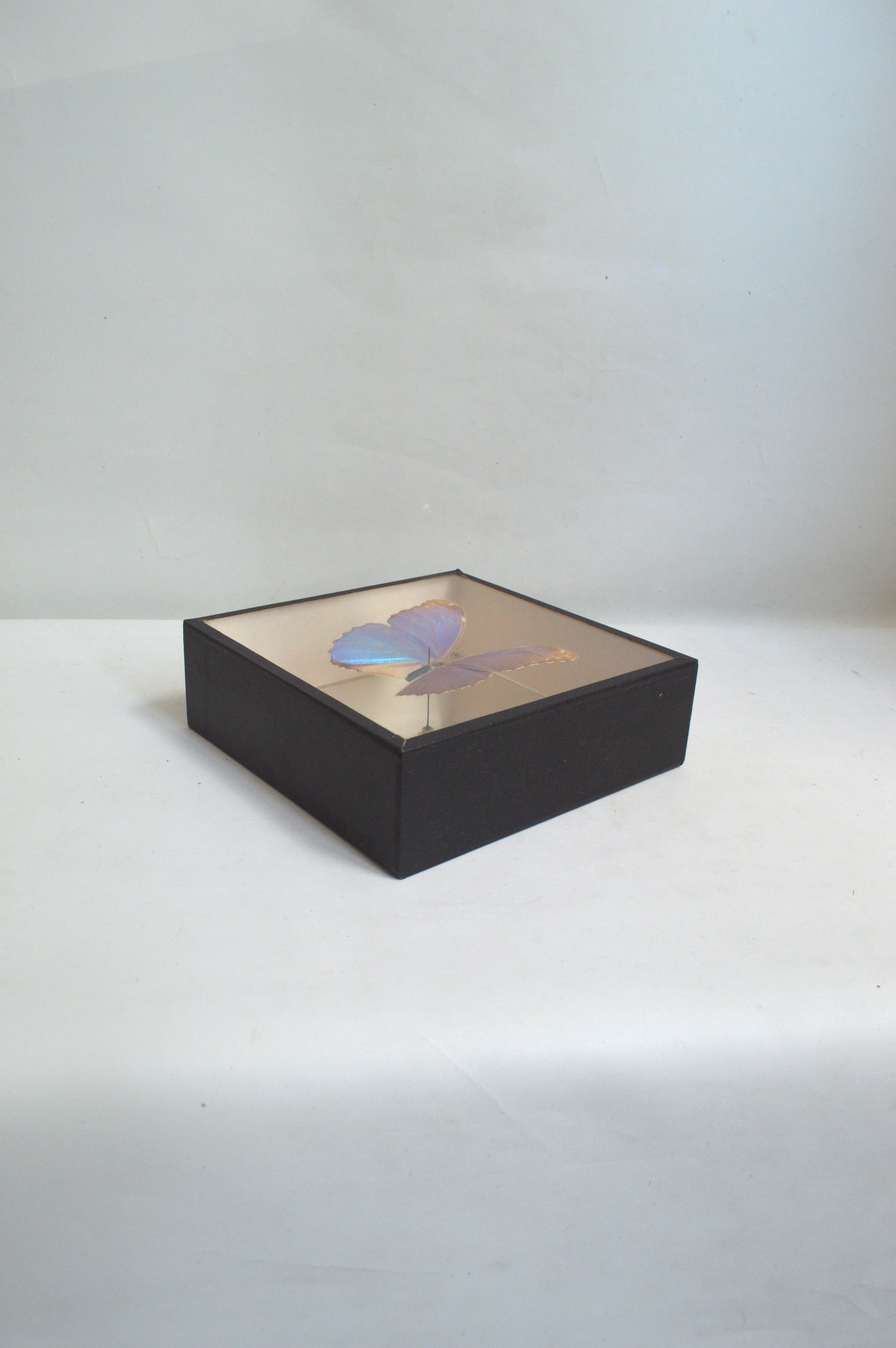 vitrine-papillon-bleu