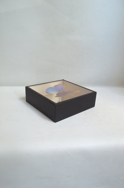 vitrine-papillon-bleu