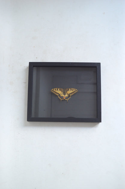 Cadre vitrine papillon