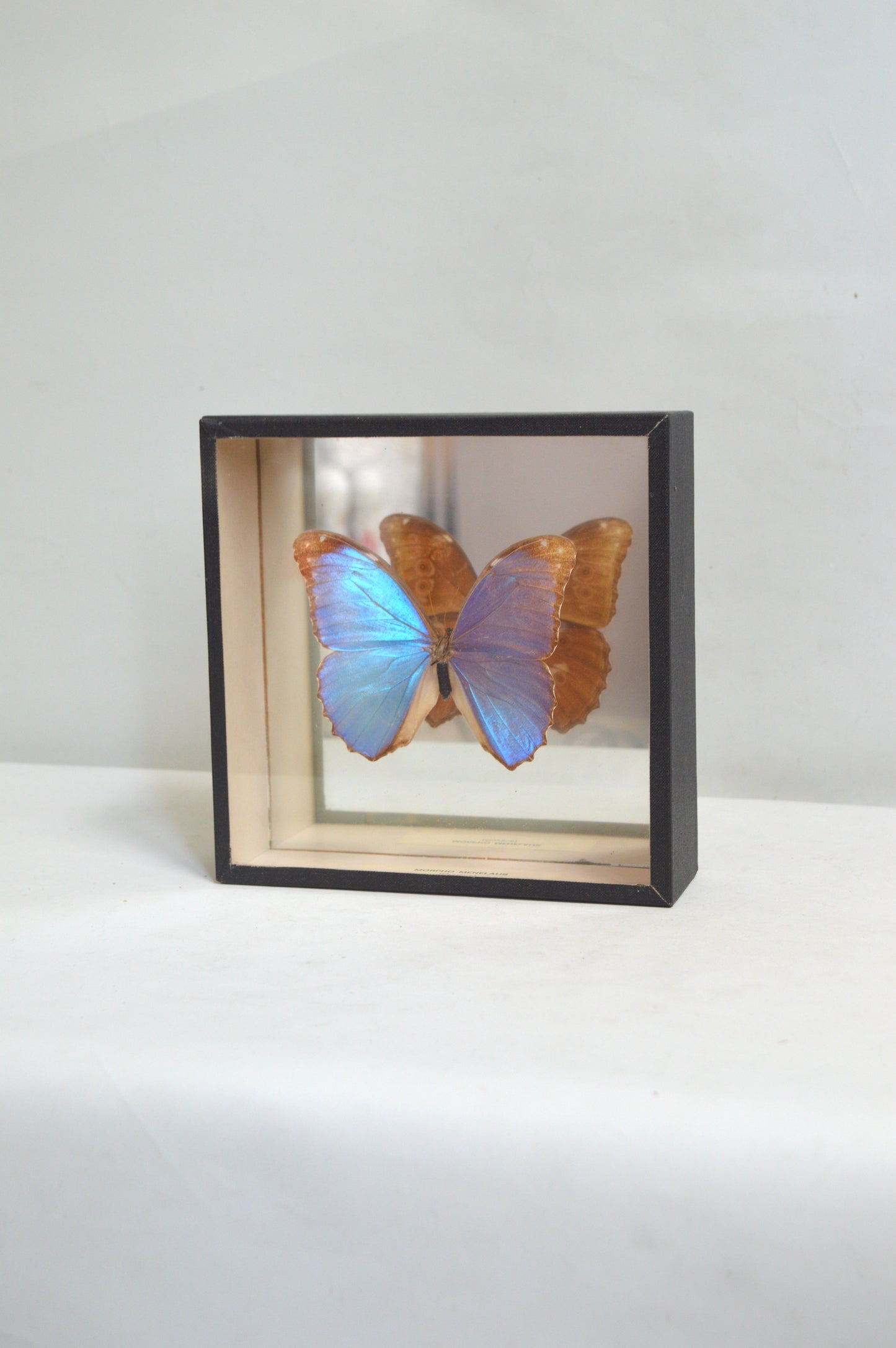 vitrine-papillon