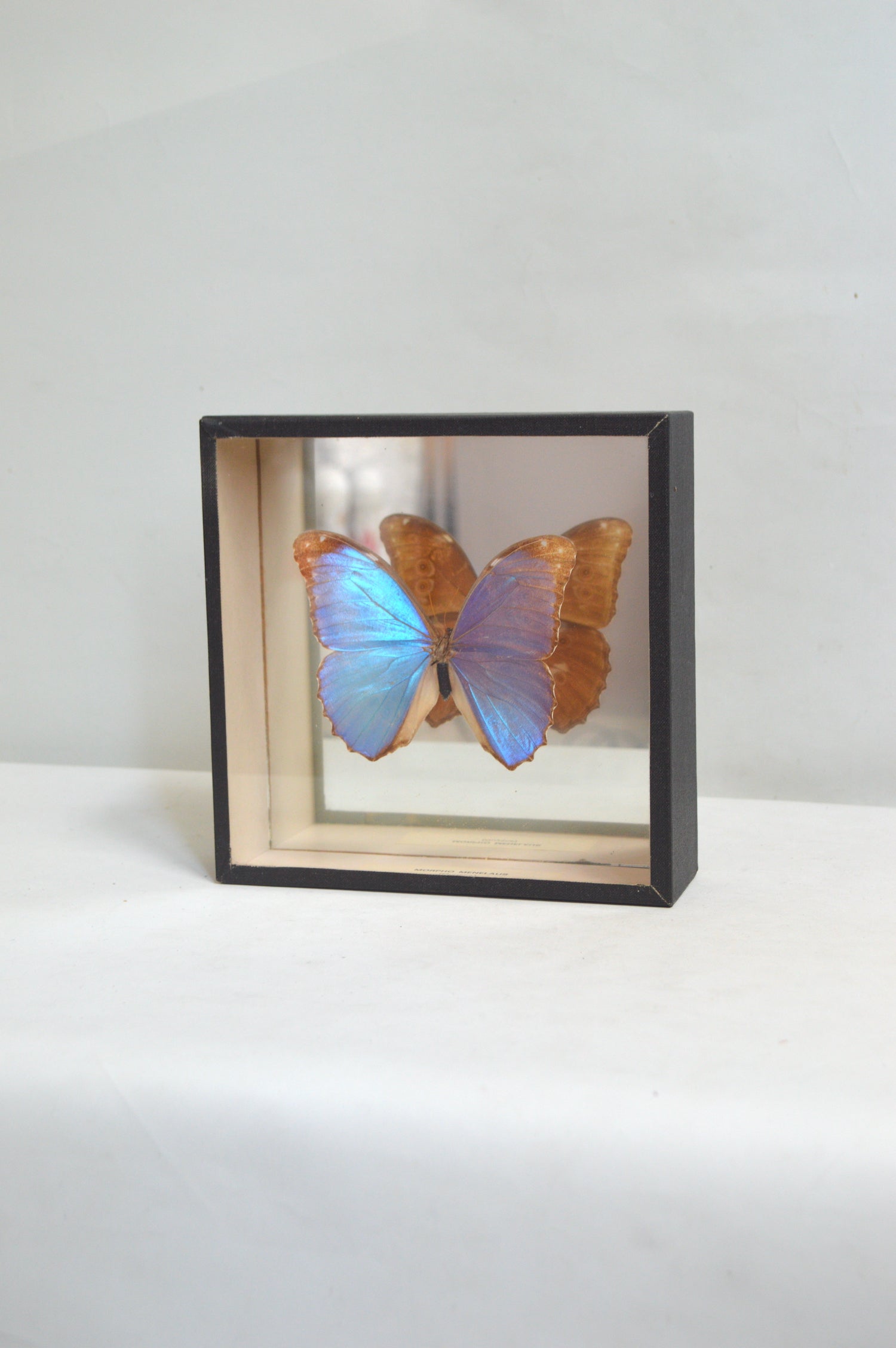 vitrine-papillon