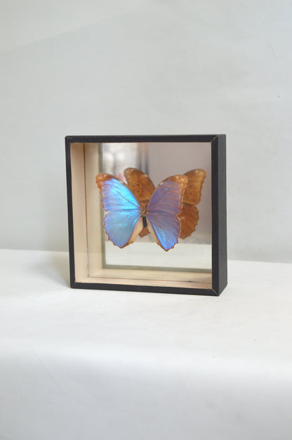 vitrine-papillon