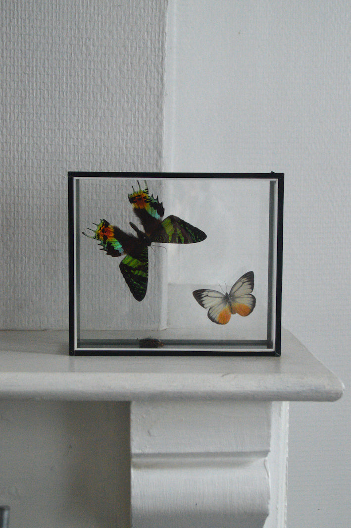vitrine papillon naturalisé