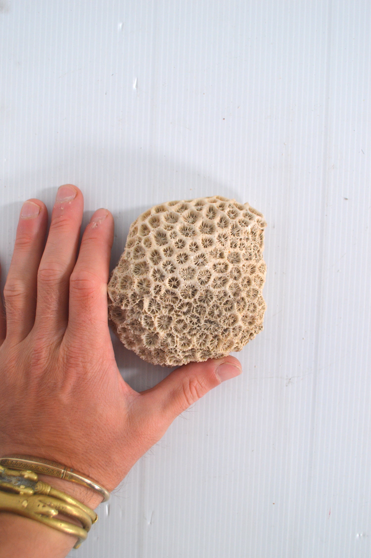 vrai-corail-blanc