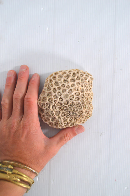 vrai-corail-blanc