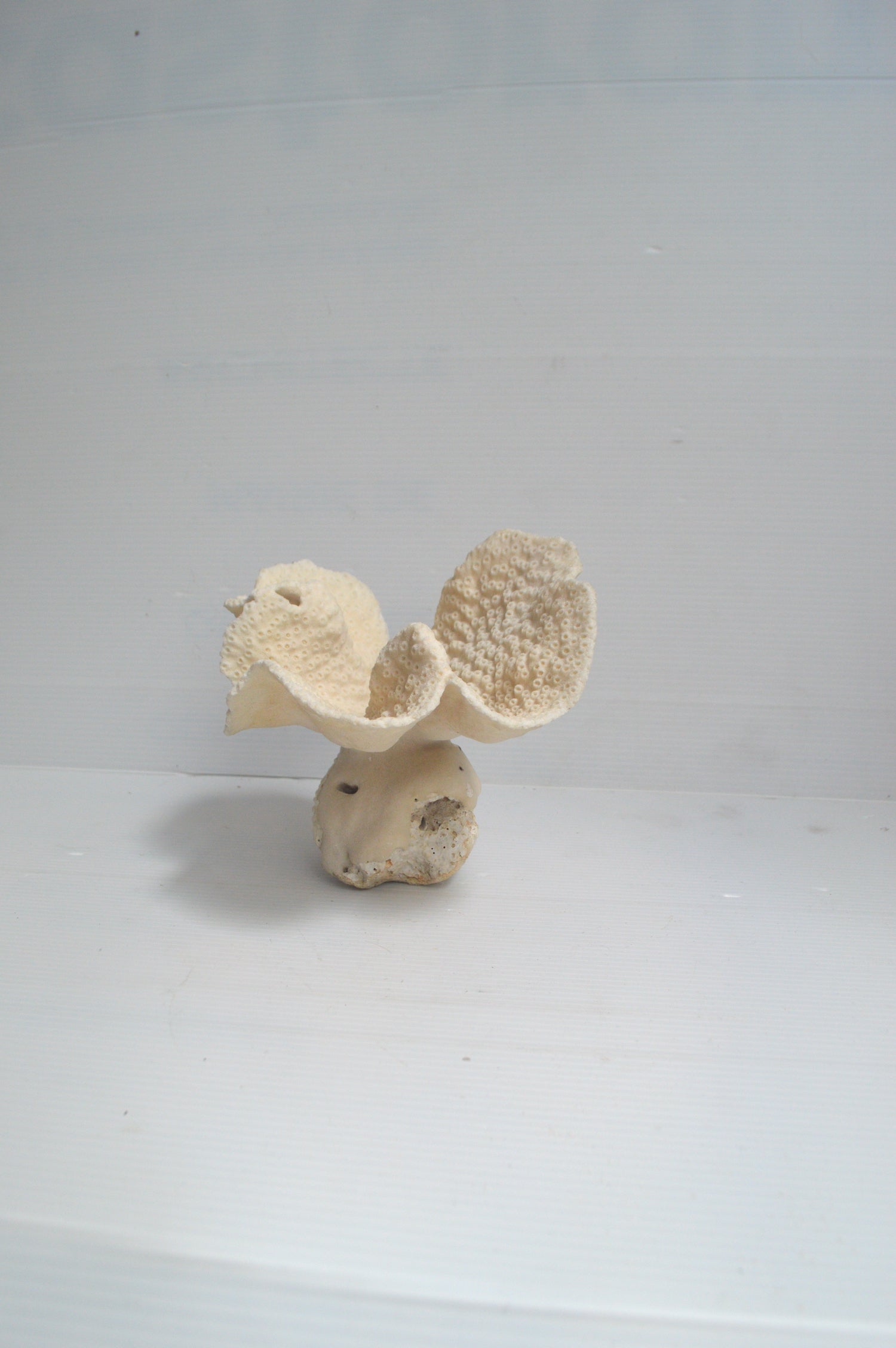 vrai-corail-blanc
