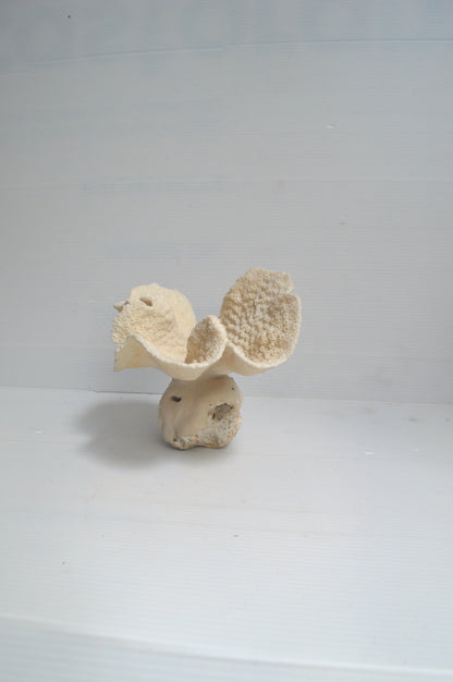 vrai-corail-blanc