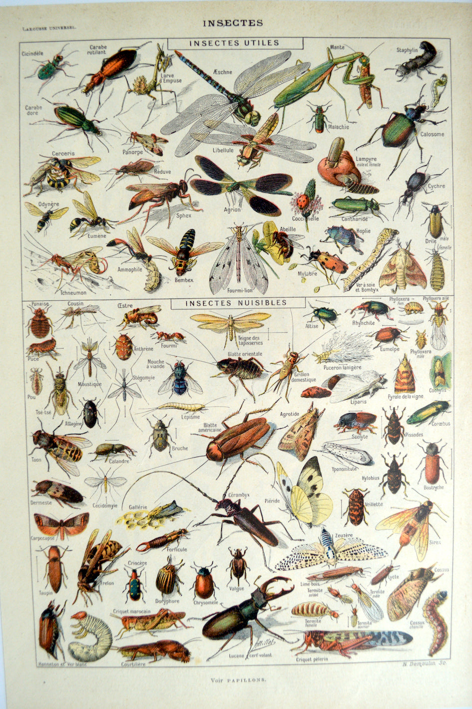 Lithographie Insectes utiles et nuisibles