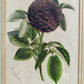 Cadre botanique Rosier Duc d'Enghien