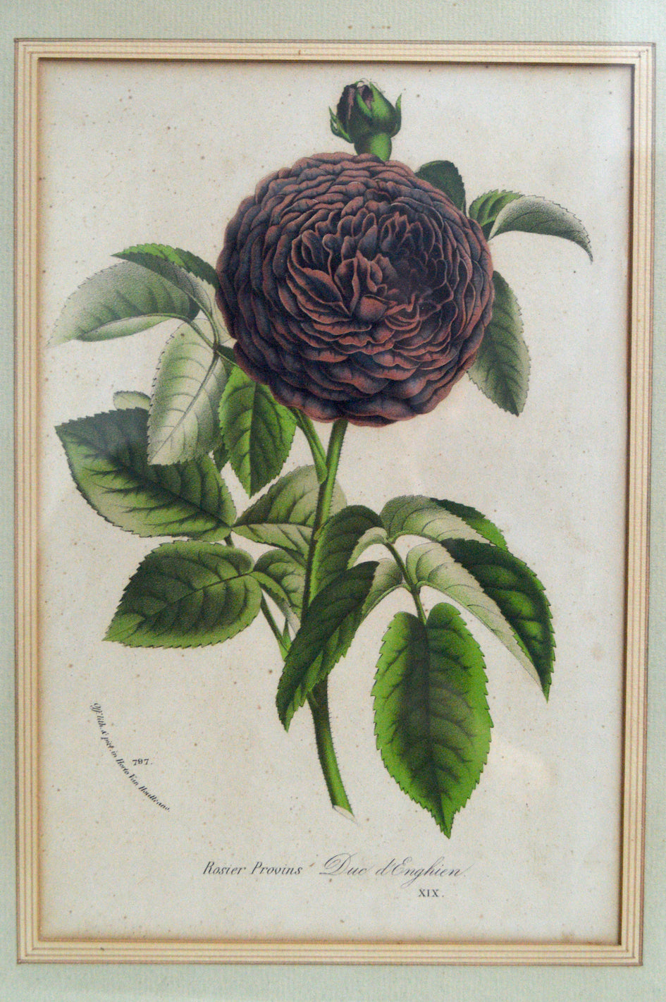 Cadre botanique Rosier Duc d'Enghien