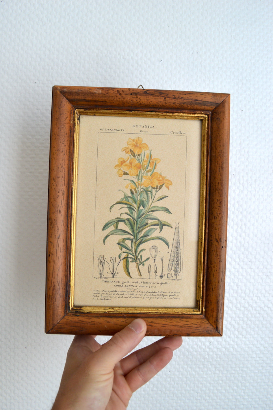 Cadre botanique vintage