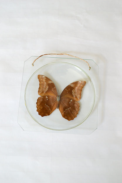 Papillon Morpho naturalisé sous verre bombé