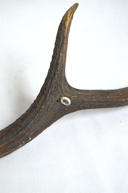 Bois de Cervidé