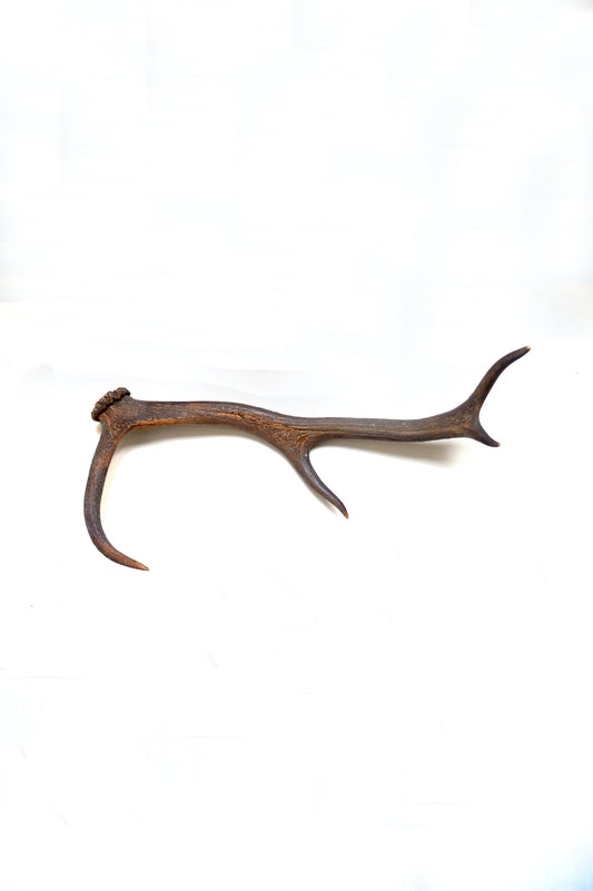 véritable bois de cerf