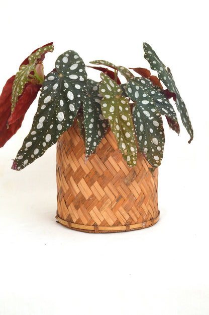 Cache-pot en osier
