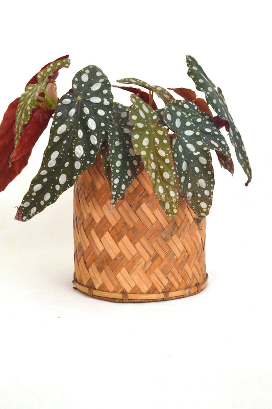 Cache-pot en osier